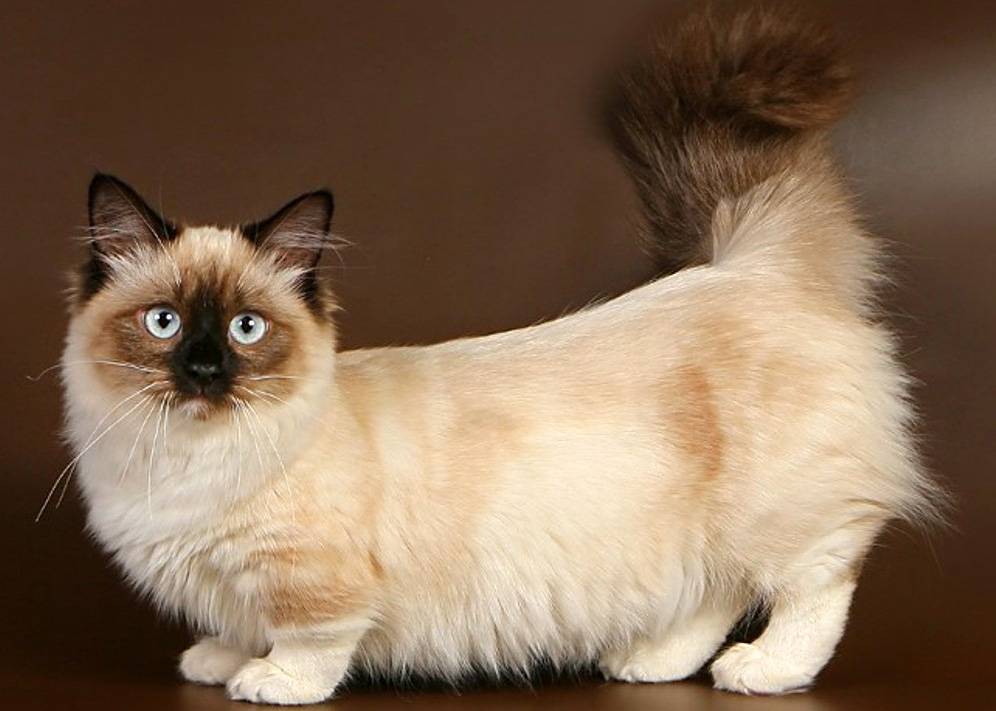 Манчкин длиннолапый порода кошек