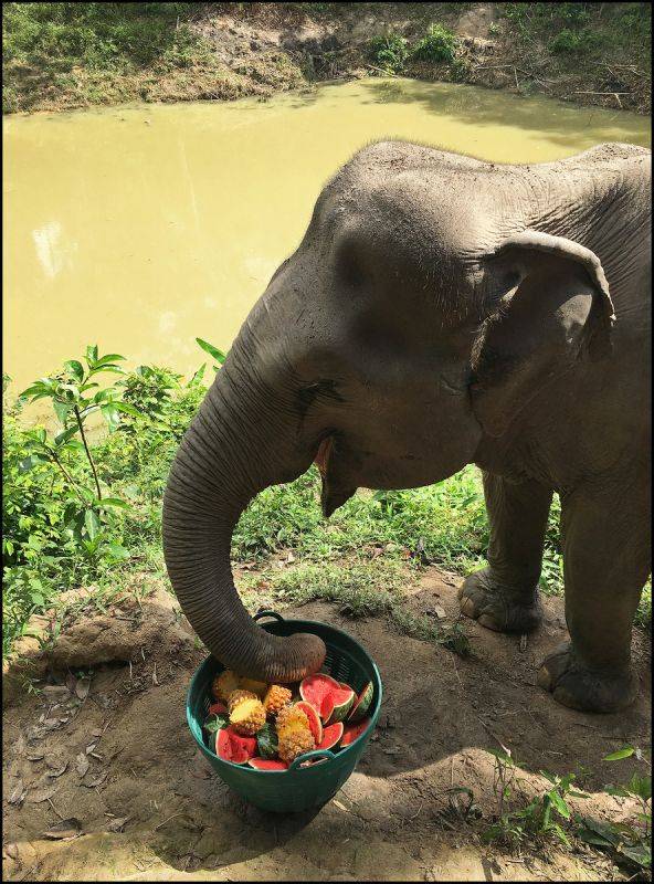 Где обитают слоны, как они выглядят, сколько весят и что едят