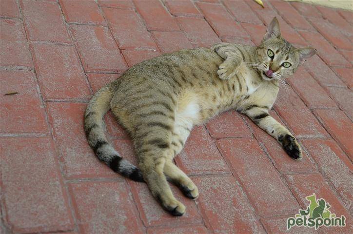 Арабский мау (аравийский мау) — описание породы кошек