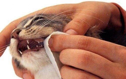 Нужно ли чистить зубы кошке: как и чем чистить зубы коту, средства для снятия налета, как приучить кошку чистить зубы