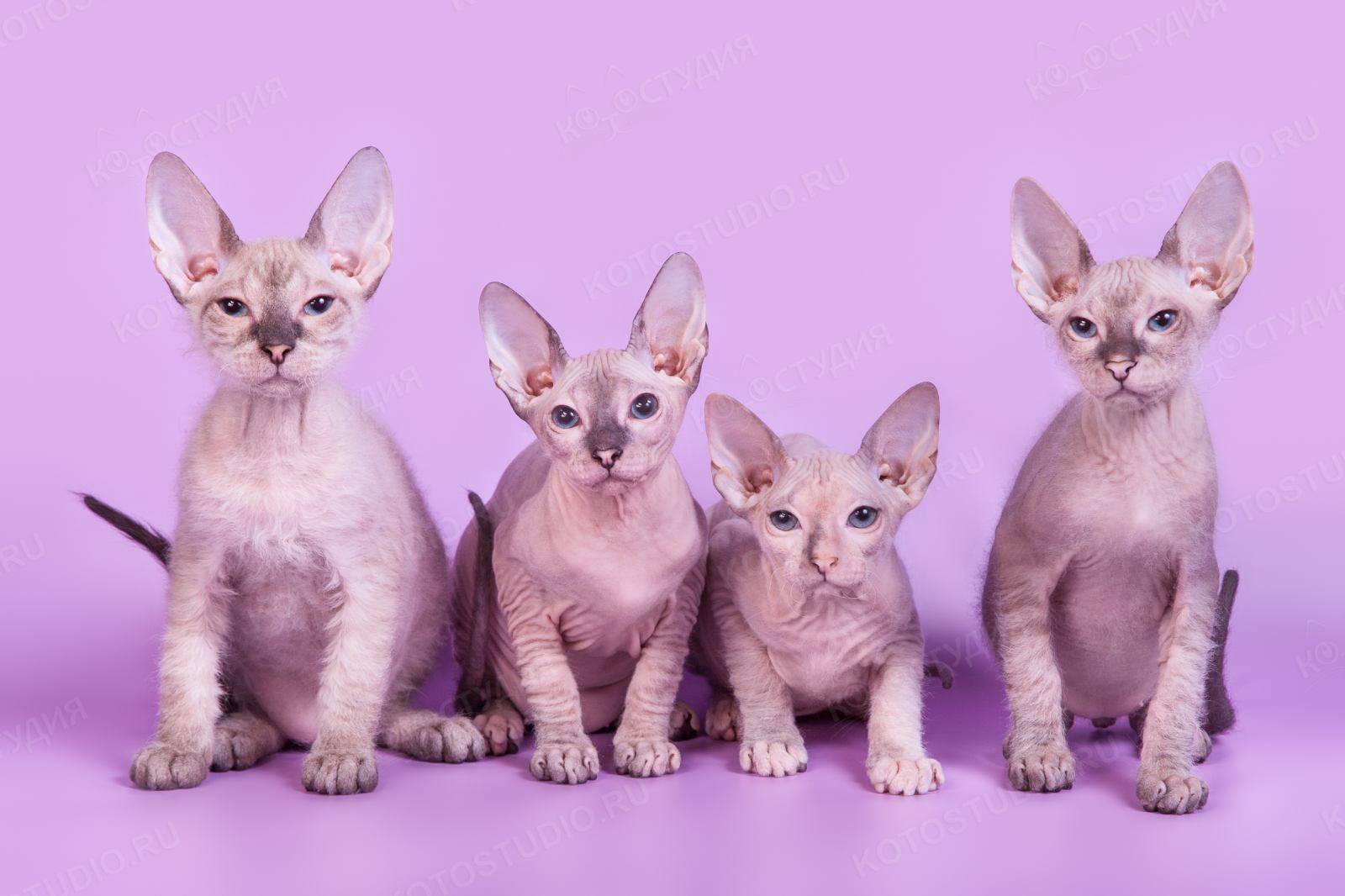Донской сфинкс фото и описание породы лысых кошек don sphynx