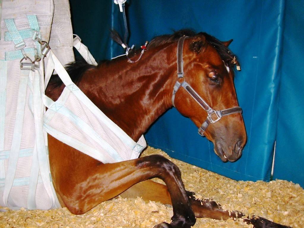 Болезни лошадей и их лечение | энциклопедия домашних животных