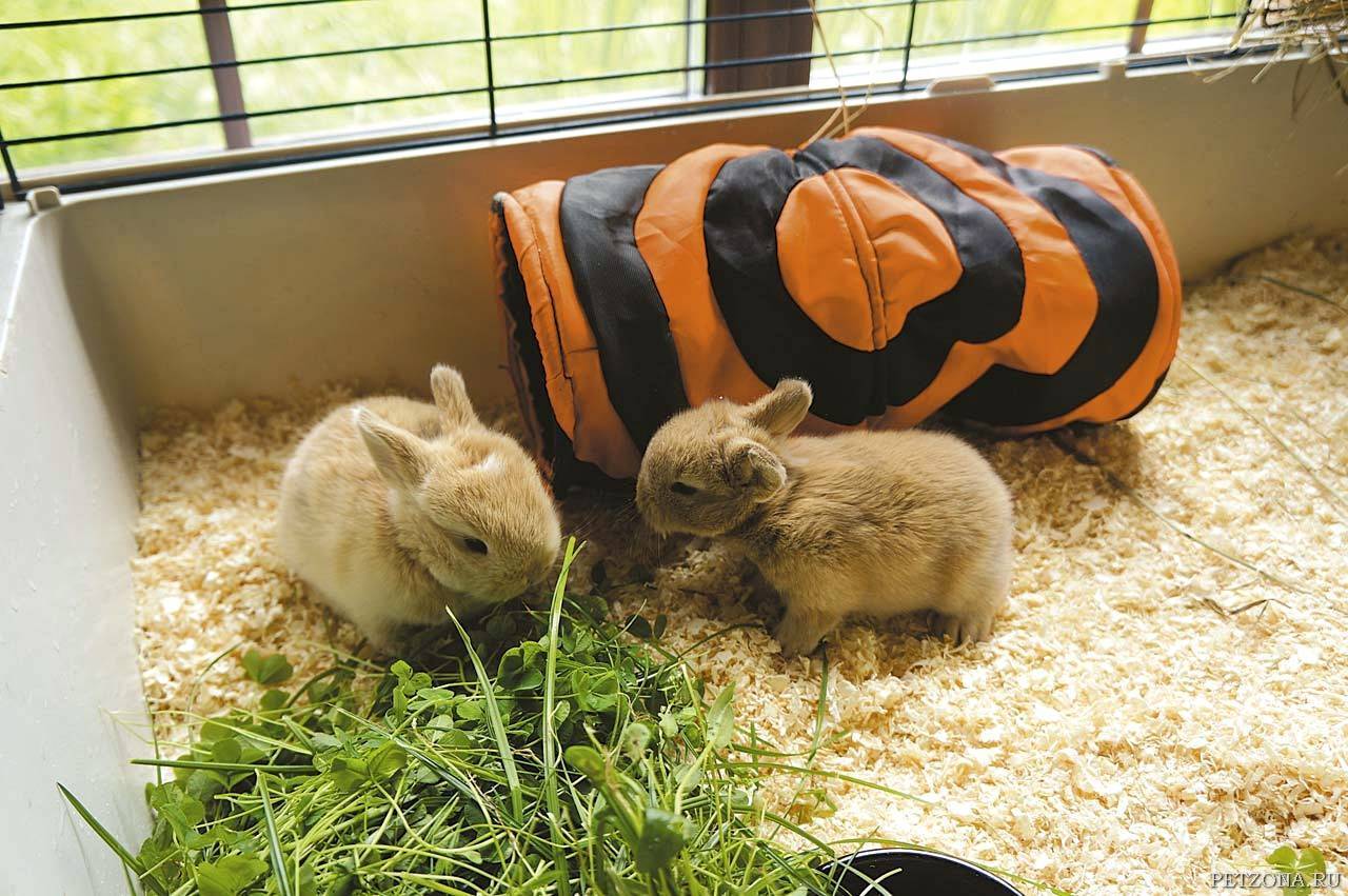 Декоративные кролики: лучшие породы, уход и содержание, чем кормить, болезни и сколько живут кролики в домашних условиях, фото