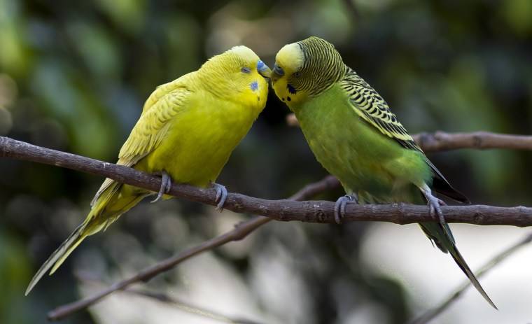 Поведение попугаев в брачный период: чего от них ждать