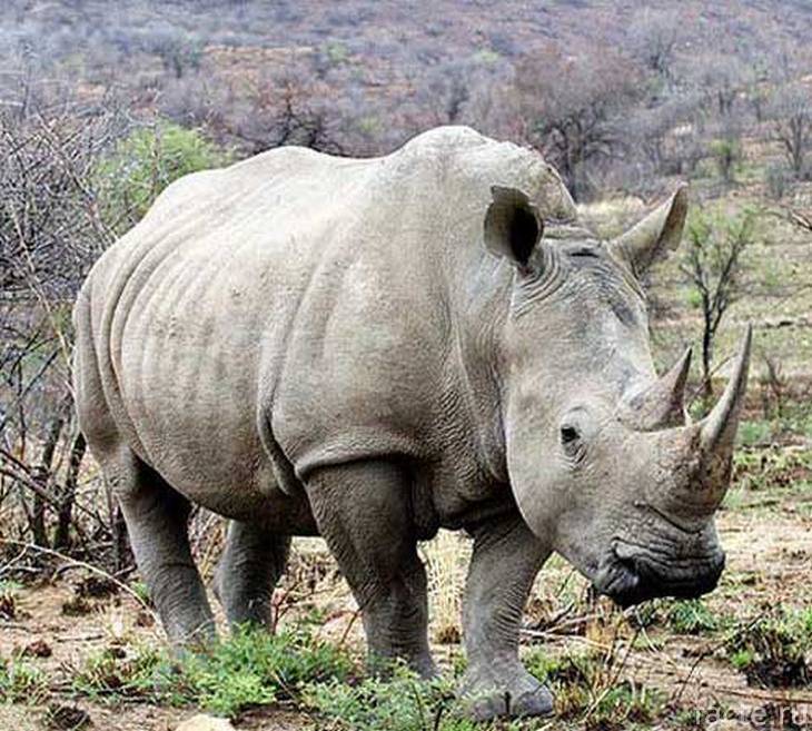 Западный чёрный носорог, его внешний вид и вес, подвиды носорогов: познаем со всех сторон