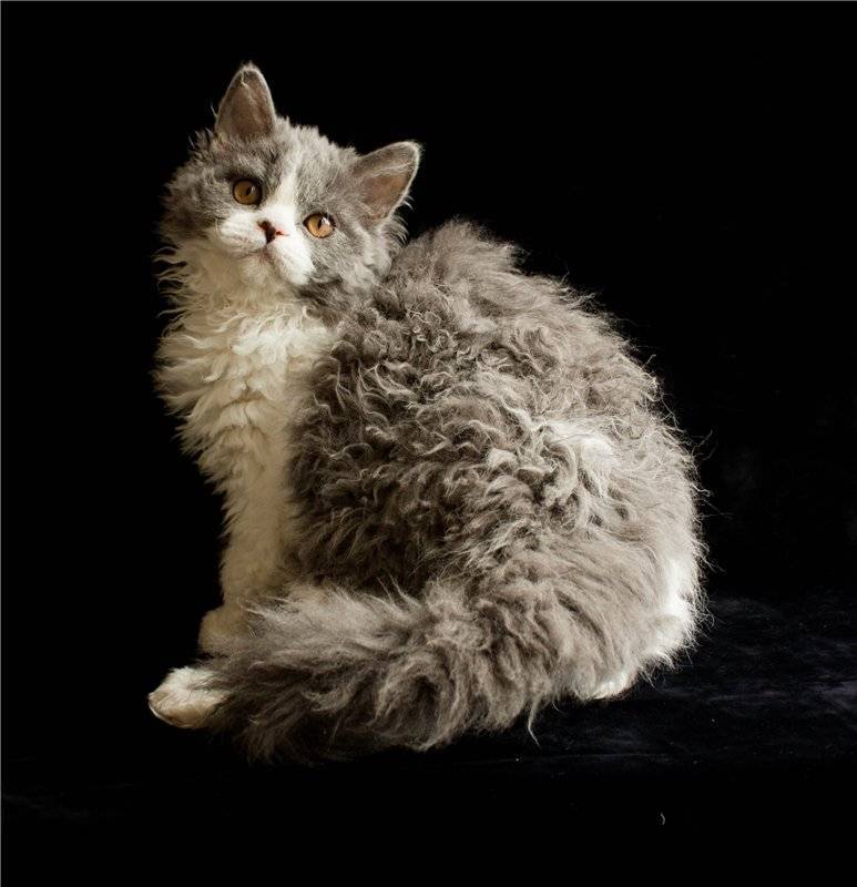 Лаперм: описание породы кошки, характеристики, фото, правила ухода и содержания – petstory