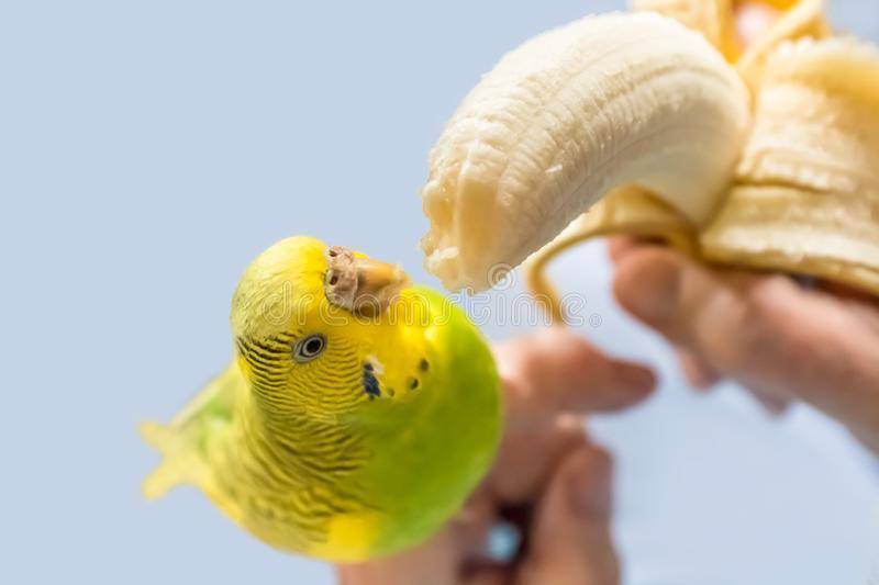 Чем кормить волнистого попугая в домашних условиях кроме корма [новое исследование]