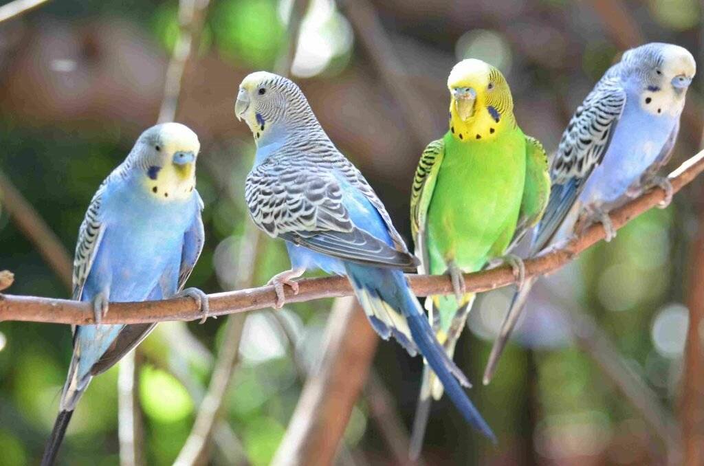 Сколько живут попугаи