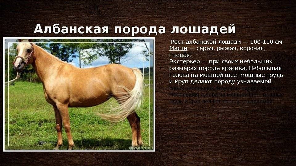 Лошадь - 99 фото самого основного животного для верховой езды