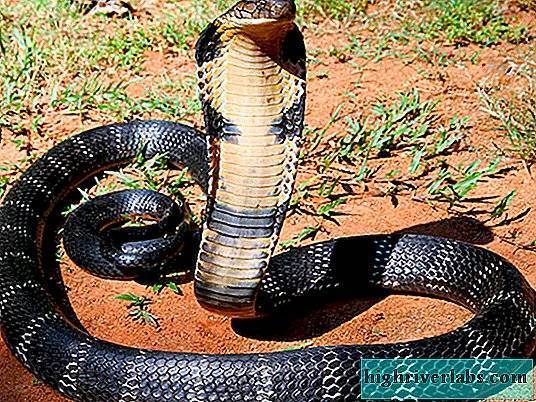 Королевская кобра — убийца змей | змеи и рептилии | багира гуру