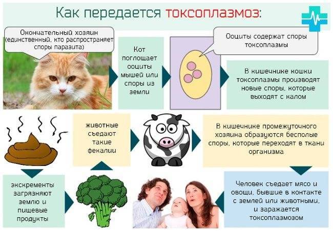 Симптомы и признаки токсоплазмоза у кошек, лечение