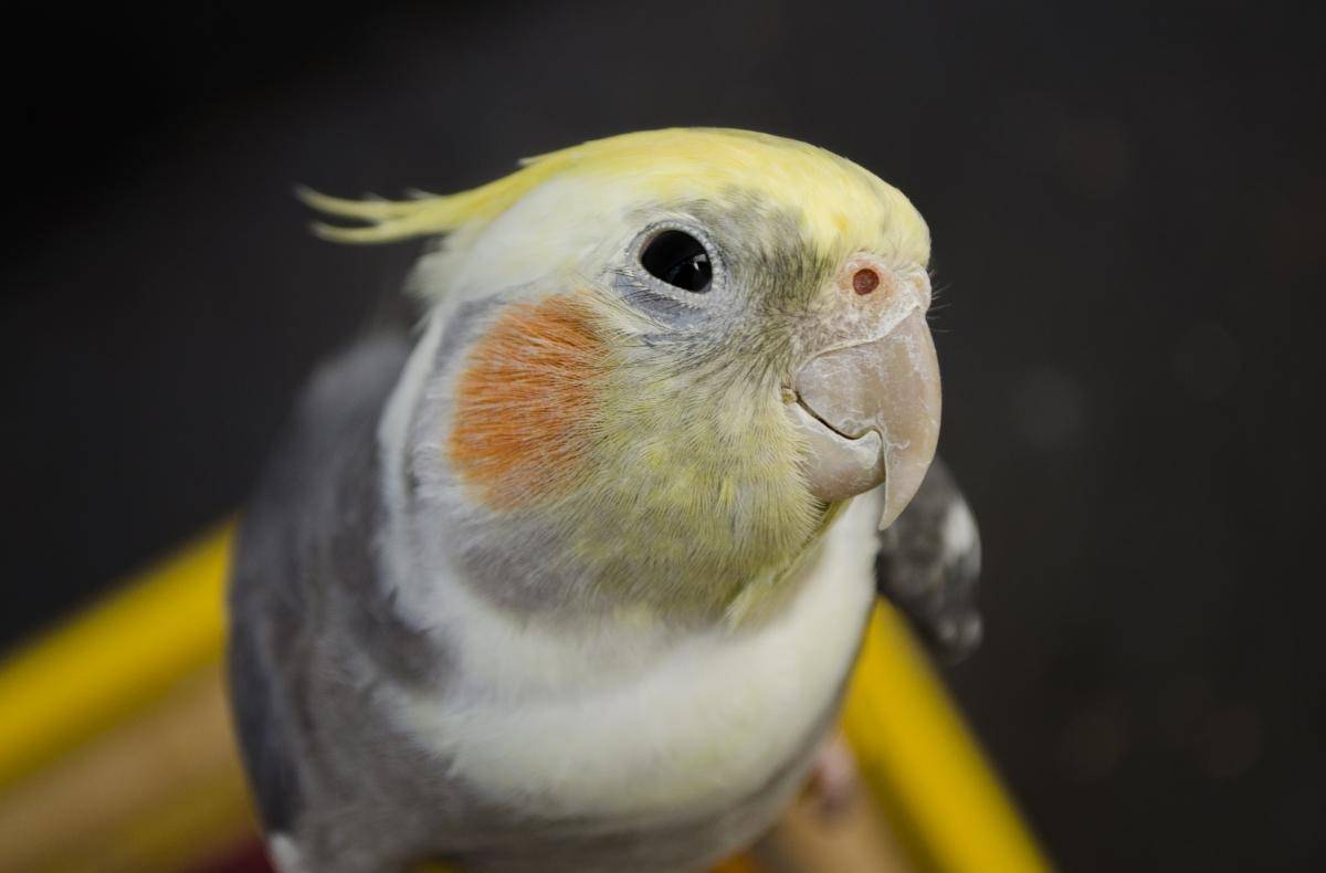 Разговаривают ли кореллы и как обучить попугая речи