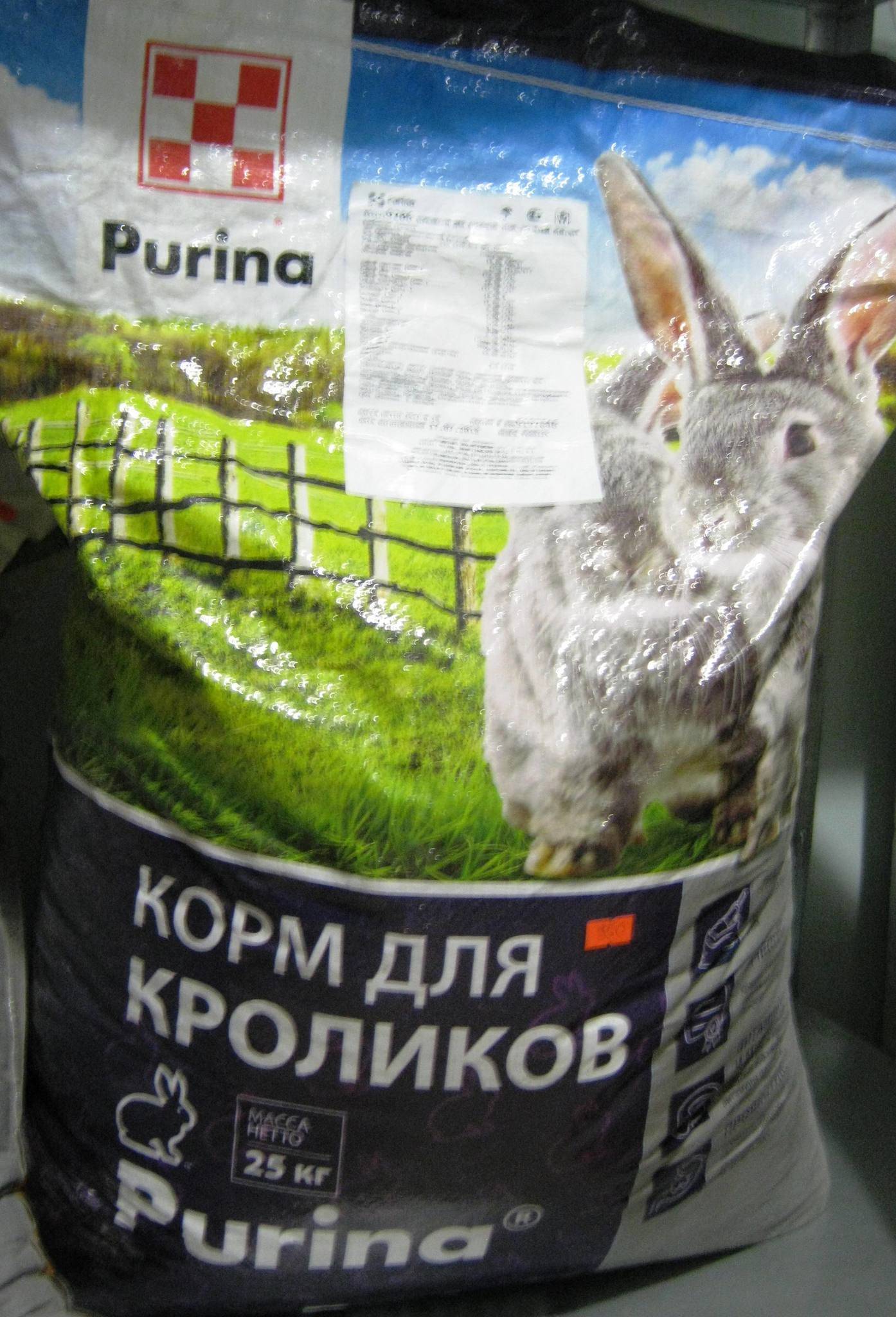 Чем кормить и что едят декоративные кролики, рацион питания