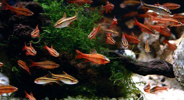 Барбус вишнёвый: особенности разведения рыб в аквариуме, нерест и совместимость, рацион питания