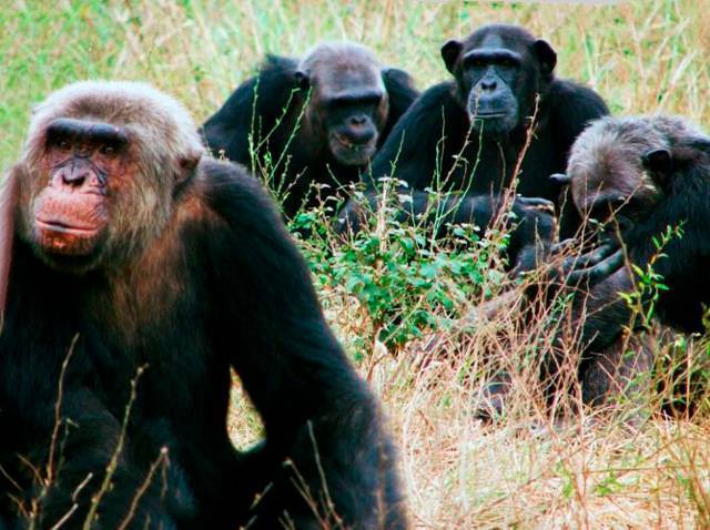 Капуцин: описание обезьяны, где обитает, чем питается