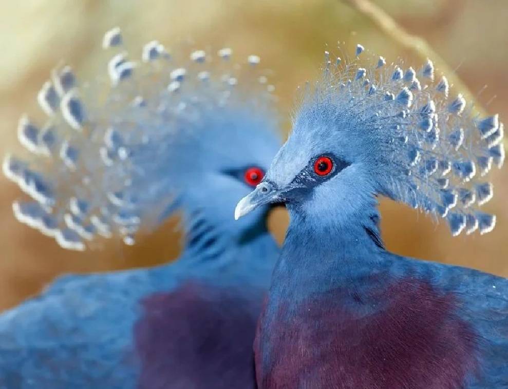 Венценосный голубь - венценосные голуби | некоммерческий учебно-познавательный интернет-портал зоогалактика