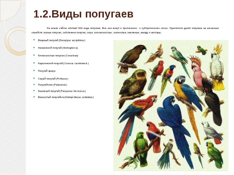 Топ 12 больших пород попугаев
