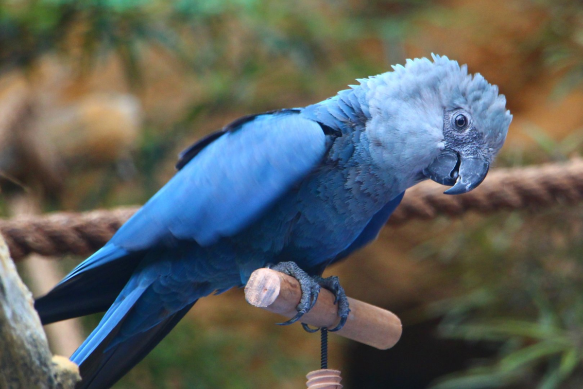 Голубой ара: попугай с мультяшным видом