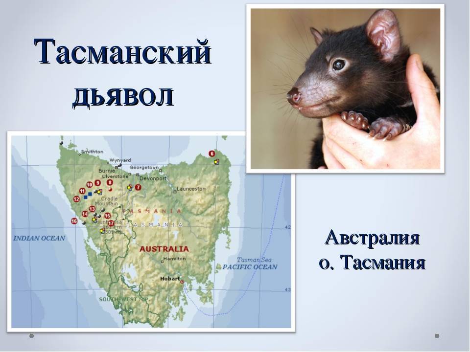 Тасманийский дьявол: описание, где обитает, интересные факты, фото