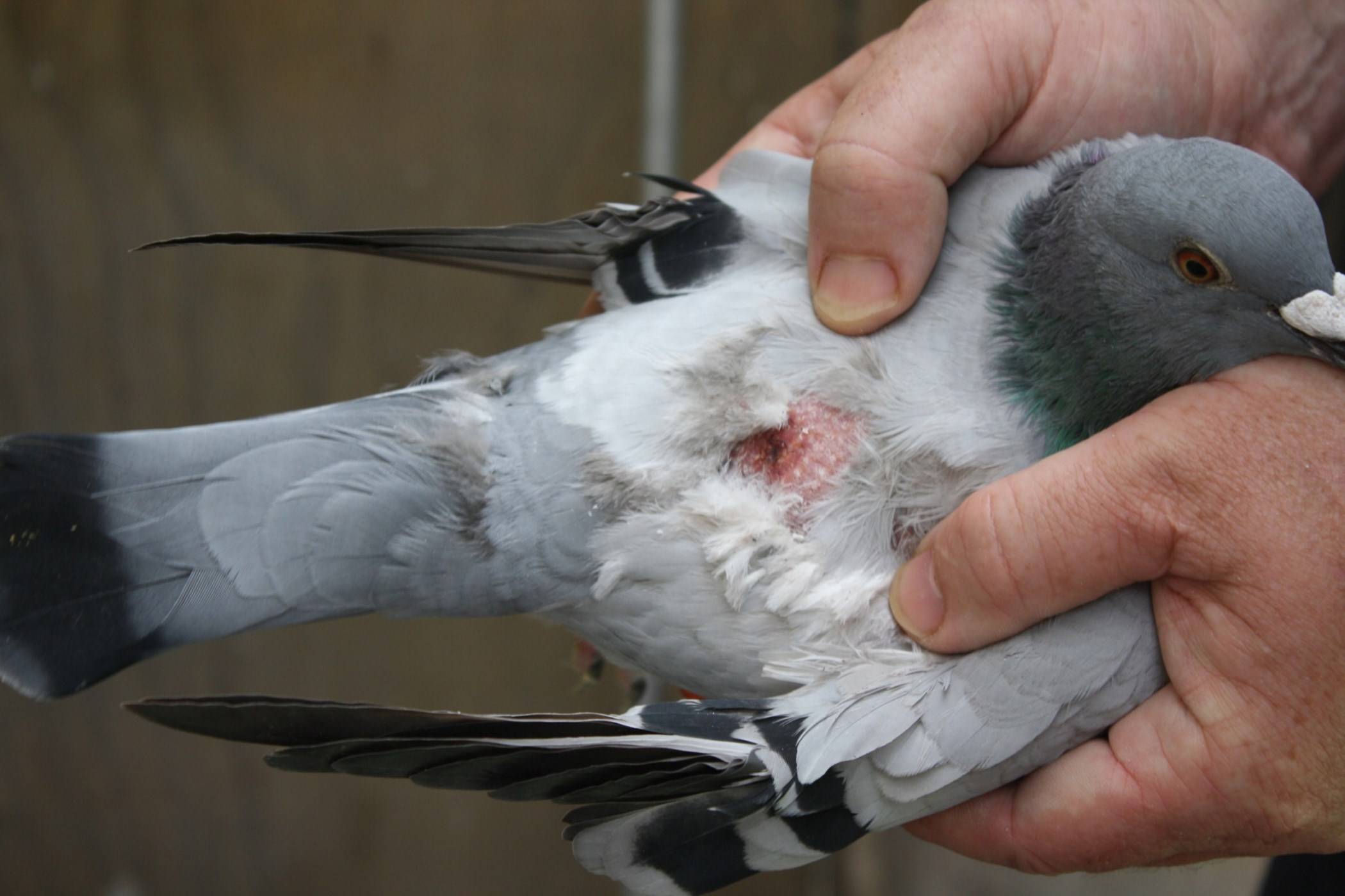 Разведение голубей: способ содержания в домашних условиях, размножение