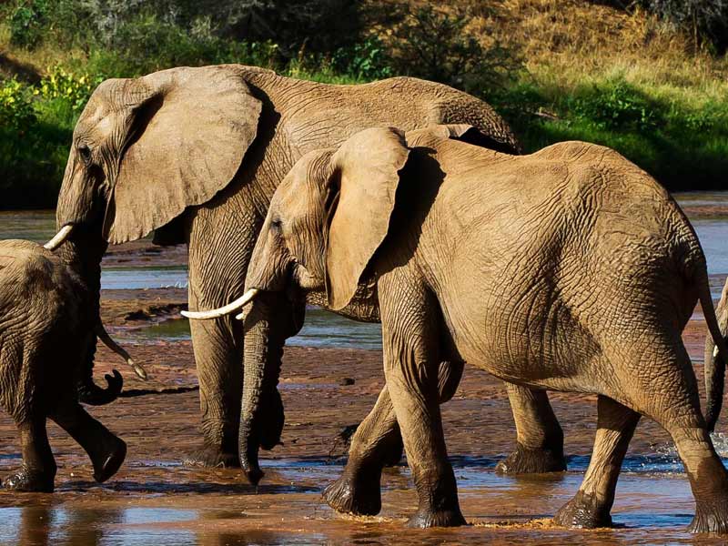 Слон - харкатеристика, где живет слон, виды, сколько живет, что едят