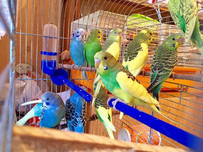 Разведение попугаев как прибыльный домашний бизнес