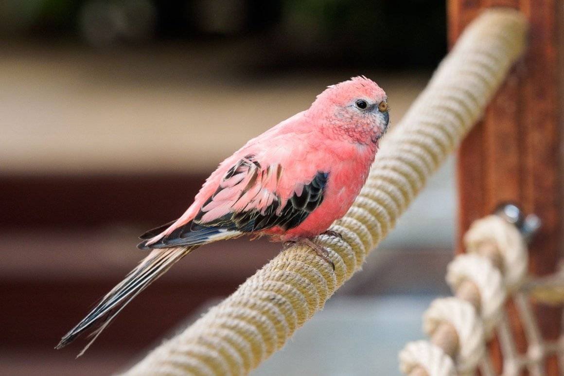 Розовобрюхий травяной попугайчик: описание и содержание в домашних условиях