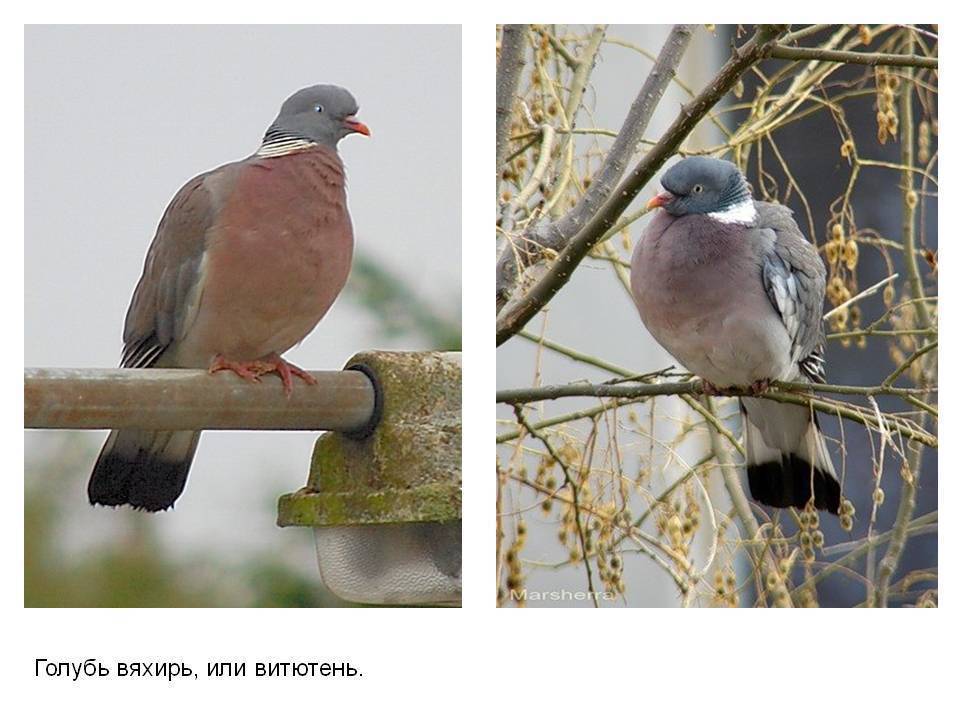 Характеристики и повадки диких голубей