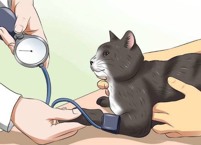 Как узнать, что у кошки высокая температура