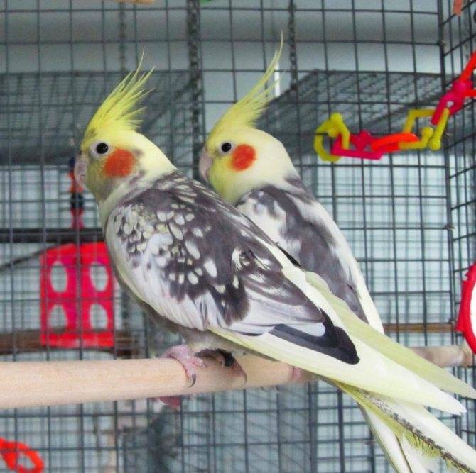 Сколько лет живут попугаи корелла на воле и в домашних условиях