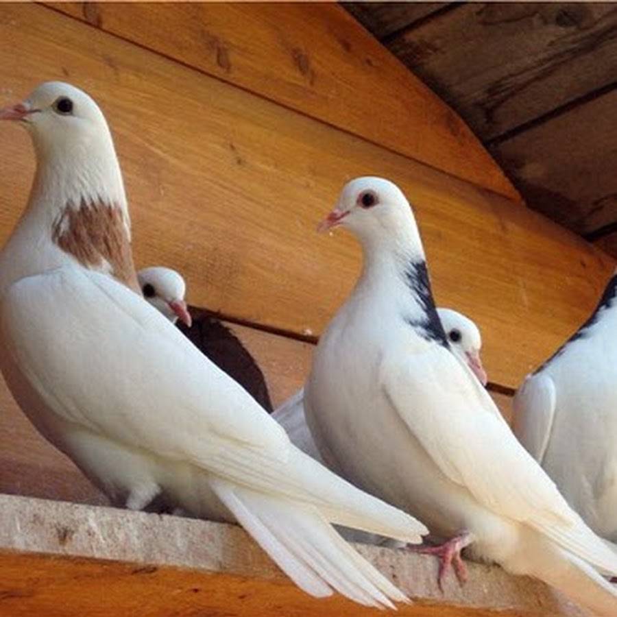 Топ-20 самых известных пород домашних голубей: мясные, летно-гонные, спортивные и самые красивые декоративные