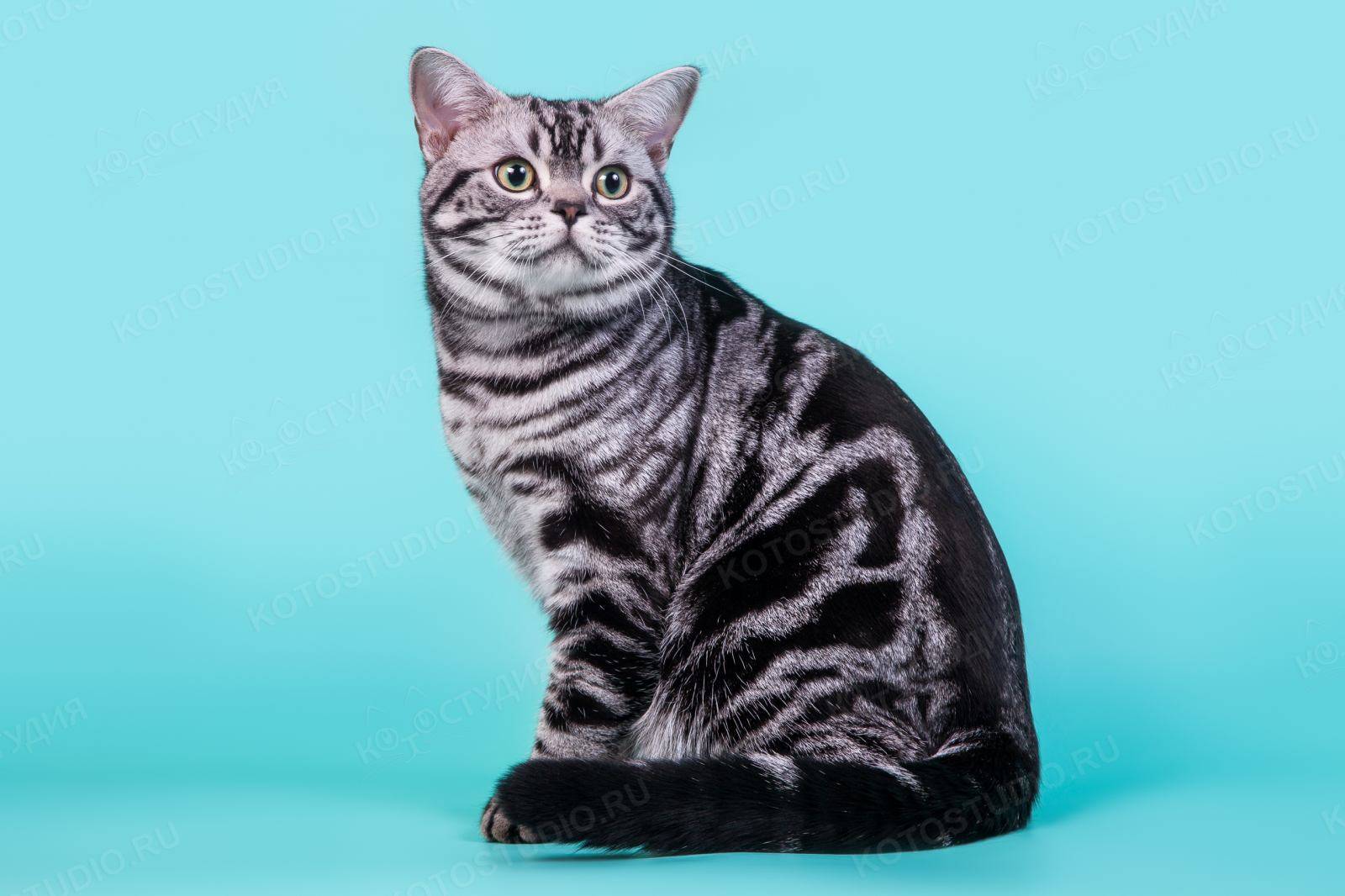 Американская короткошерстная кошка: описание породы, фото, окрасы, характер, отзывы владельцев