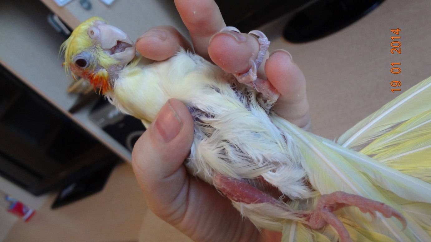 Почему у попугая выпадают перья