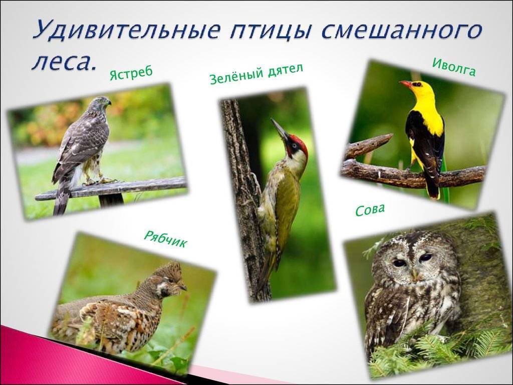 Птицы подмосковья — список, названия видов, фото и описание — природа мира