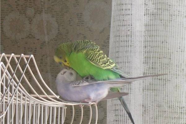 Волнистые попугаи: уход и содержание в домашних условиях