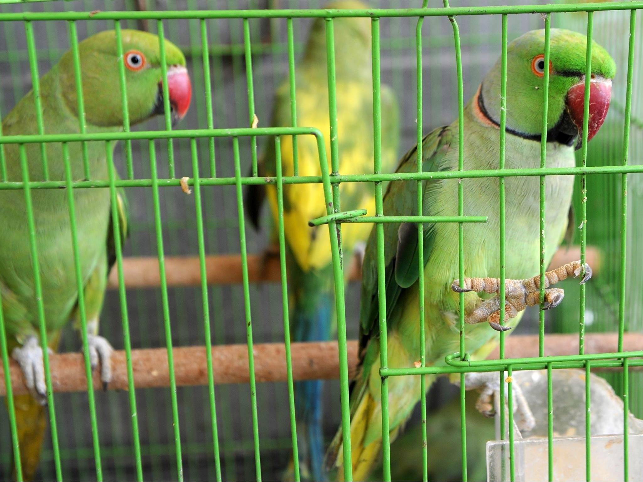 Ожереловый попугай: лёгкий характер и хорошая приручаемость
