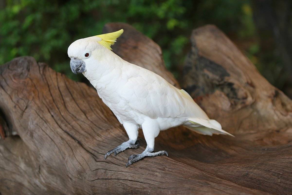 Какаду: описание попугая, где обитает, сколько живет, чем питается