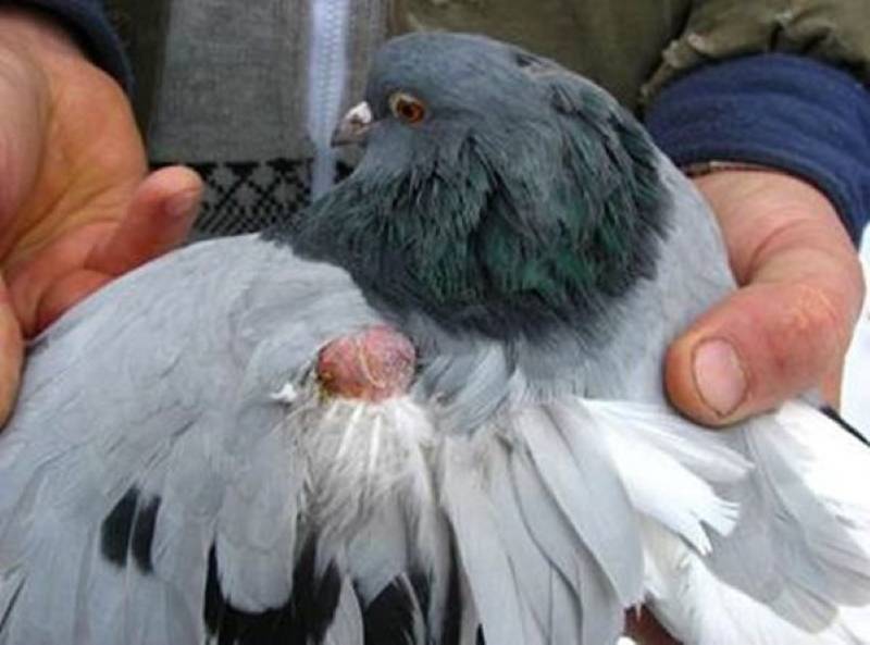 Болезни голубей: симптомы и лечение, какие опасны для человека