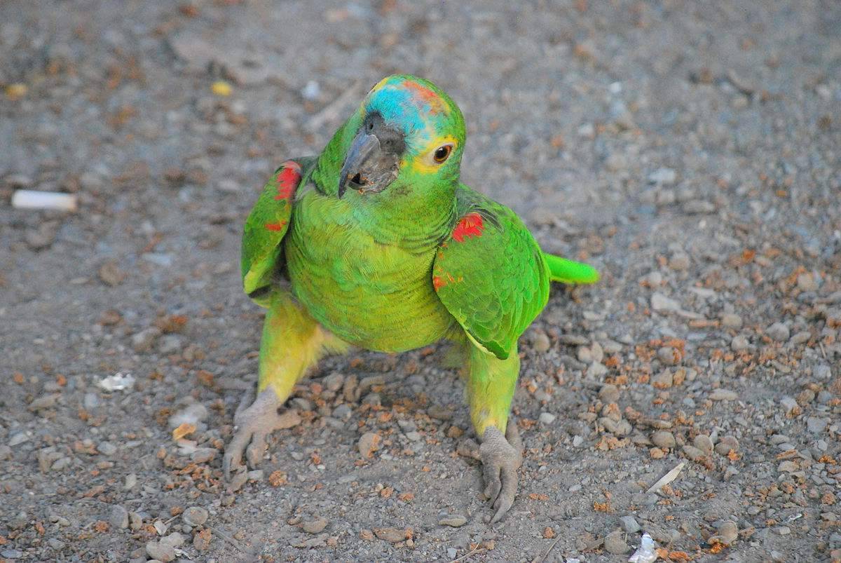 Попугай амазон: описание, фото, ареал обитания, содержание дома