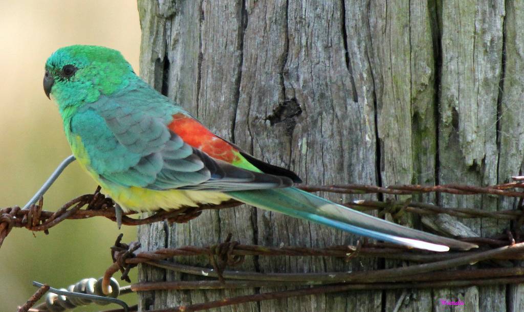 7 декоративных птичек, которые подойдут начинающим описание, особенности, фото — ботаничка