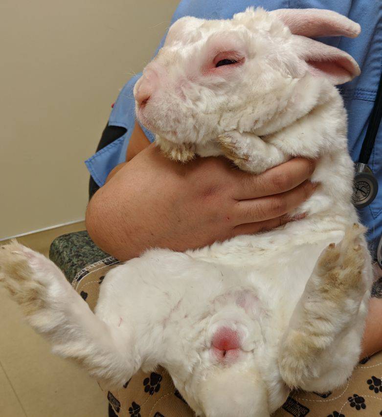 Болезни кроликов: список инфекционных и незаразных заболеваний и методы борьбы с ними