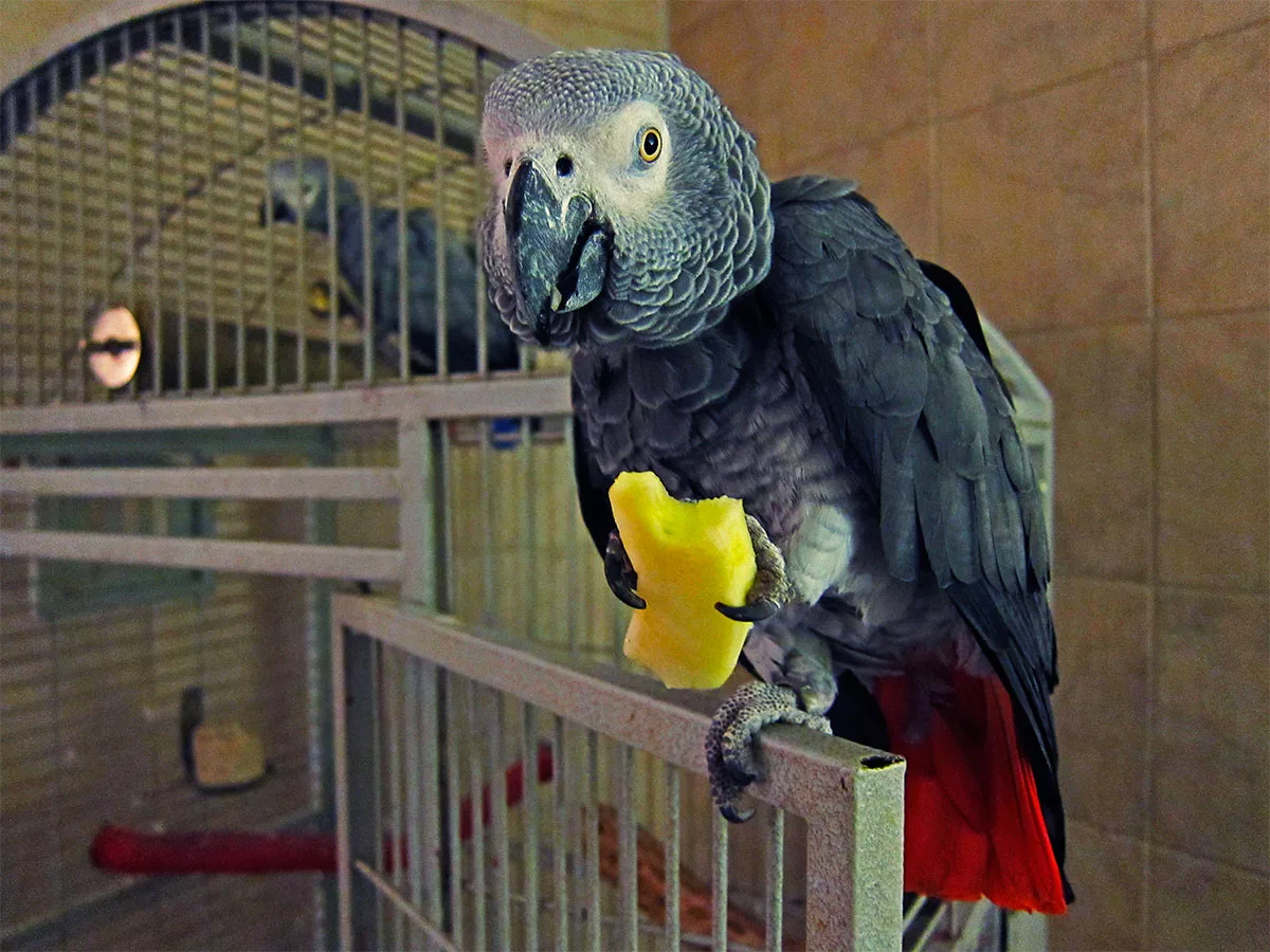 Попугай жако (серый попугай): продолжительность жизни, описание, фото