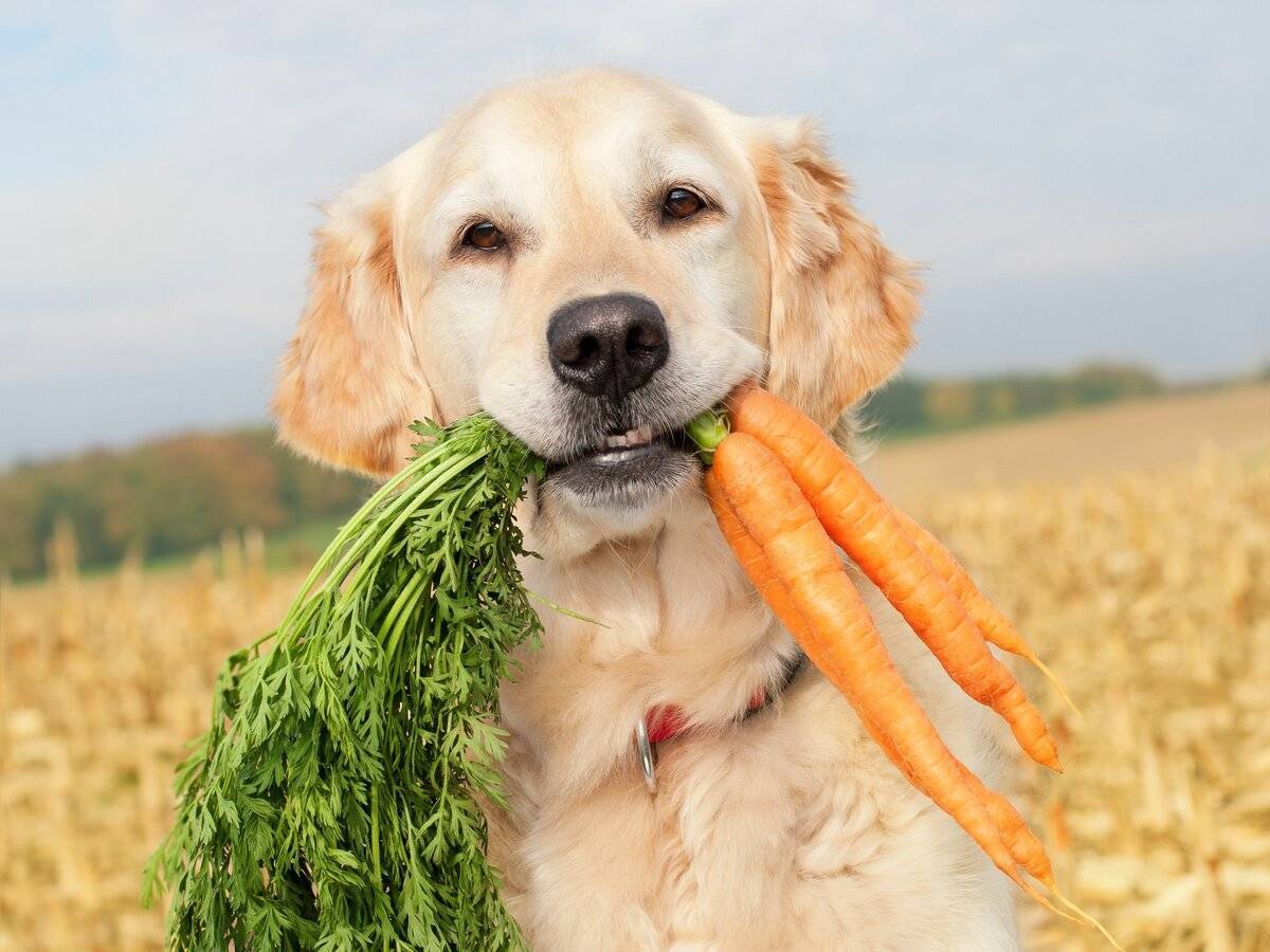 5 лучших овощей, которые дают собакам