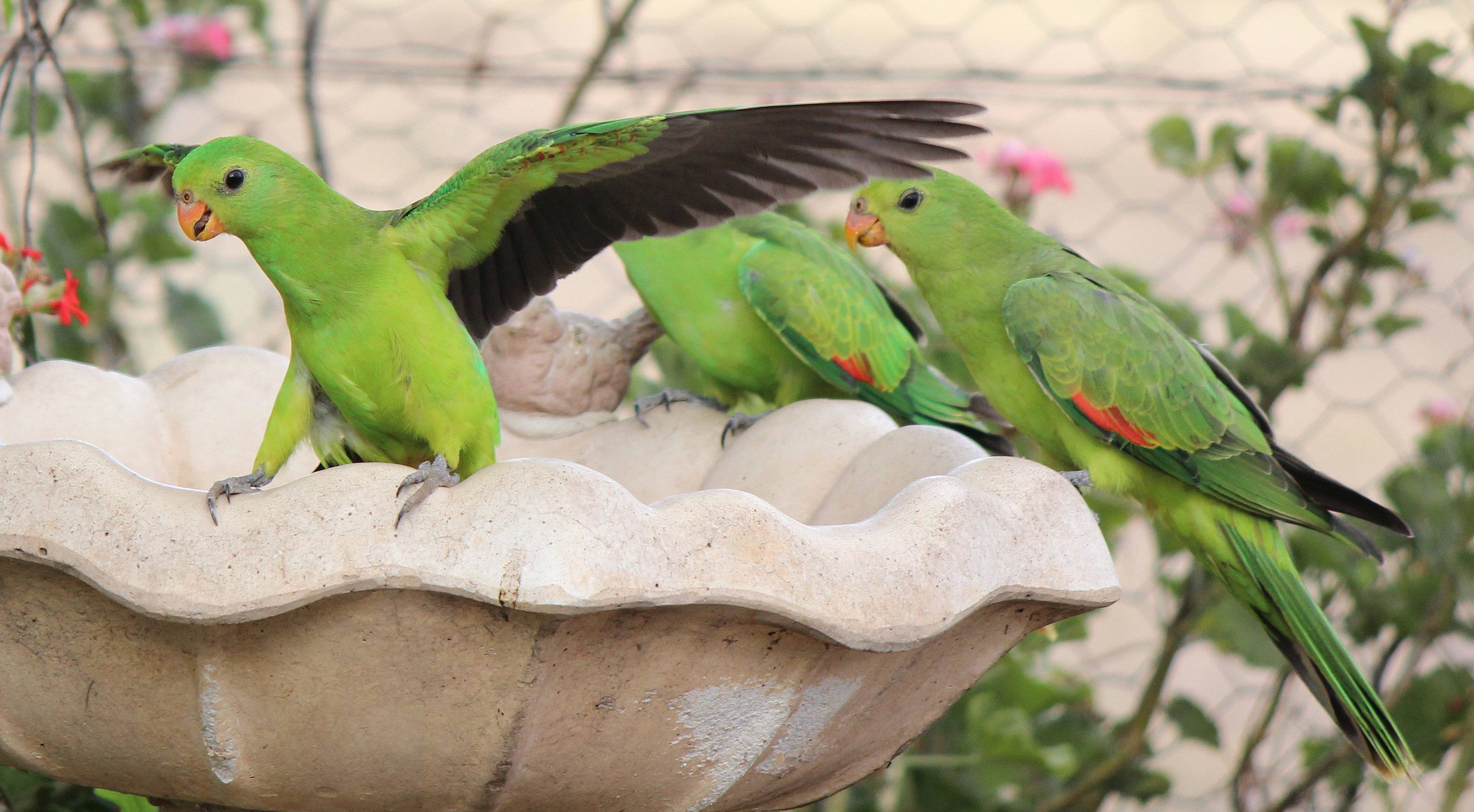 Красный попугай ара (ara macao): фото, описание, образ жизни, содержание