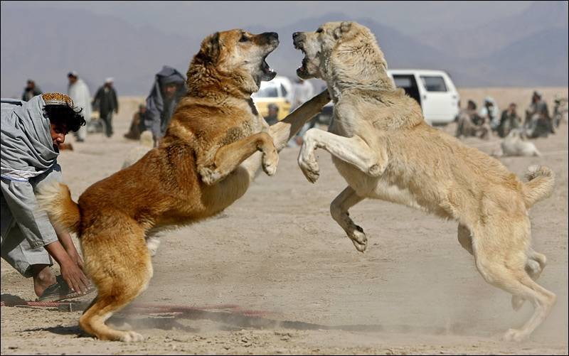 Волк против собаки кто сильнее
