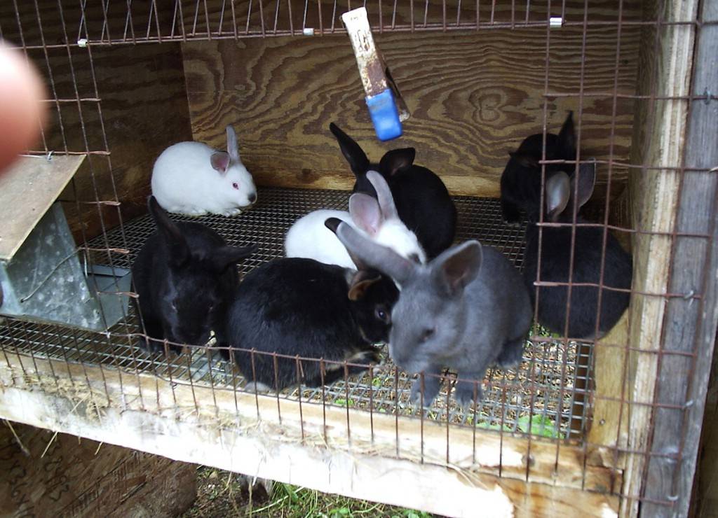 Разведение кроликов как бизнес | cельхозпортал