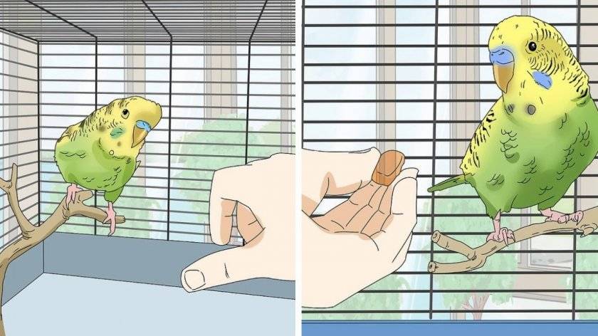 Способы приручения попугая к рукам: пошаговая инструкция