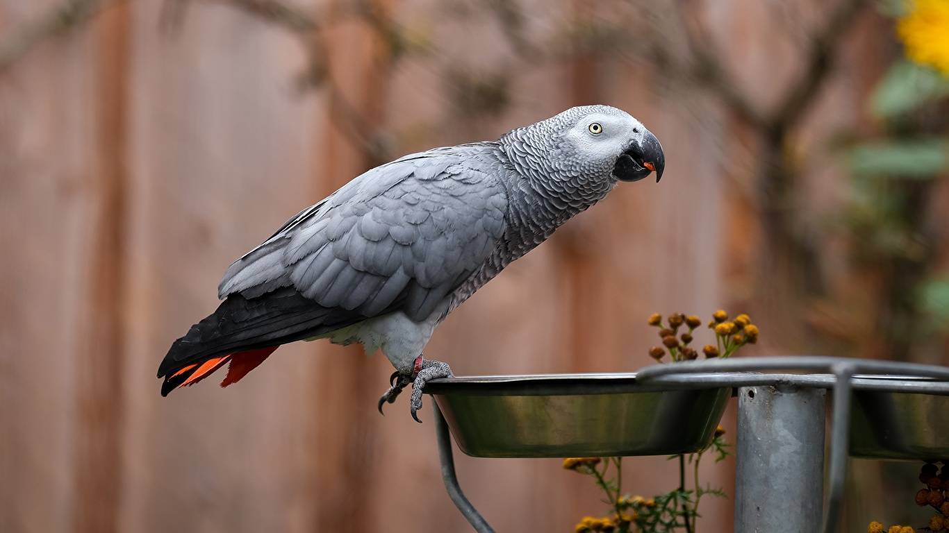 Попугай жако: фото, виды, особенности, интеллект, содержание дома
