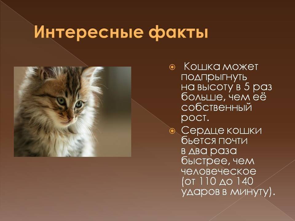 Интересные факты о кошках: исторические, научные