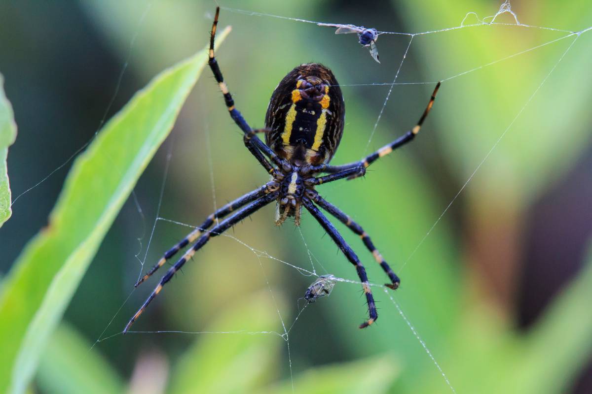 Какой самый большой паук в мире, самый ядовитый, опасный и страшный?